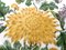 Modell Chrysantheme Teller von Limoges, 1980er, 5 . Set 4
