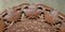 Antiker burmesischer achteckiger Klapptisch aus geschnitztem Palisander 16