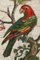 Late 18th Century Micromosaic with Parrot on a Branch in the style of G.Raffael, 1790s, Image 7