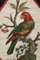 Late 18th Century Micromosaic with Parrot on a Branch in the style of G.Raffael, 1790s 6