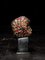 Testa trofeo antropomorfa Bamileke ricamata con perle di vetro europee, Immagine 6