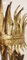 Applique in ferro battuto e foglia oro, Spagna, anni '50, Immagine 6