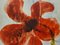 Lis Petersen, Coquelicots, Collage & Aquarelle sur Toile, 2008 10