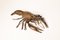Bronze Crayfish Figurine, 1900s 6