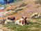 Max Schmidt, Südliche Landschaft mit Kühen, Öl auf Leinwand 7