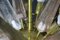 Sputnik Kronleuchter mit pinken, rauchfarbenen und klaren Muranoglasspitzen, 2000er 13