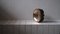 Vassoio per dischi in bronzo di Arno Declercq, Immagine 5