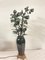 Bouquet Flower Lampe, 1900er 1