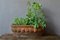 Vintage Terracotta Planter, Image 2