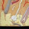 Sussidio didattico-Struttura della pelle umana Intonaco su legno, anni '20, Immagine 5