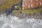 Suzie Bishop, Suzie Bishop Landscape Port Quin, Cornovaglia Olio su tela, anni 2000, Olio su tela, Immagine 10