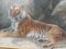 Fred Thomas Smith, A Recumbent Tiger Wildlife, 1898, Acquerello, vetro, oro e carta, con cornice, Immagine 12