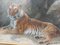Fred Thomas Smith, A Recumbent Tiger Wildlife, 1898, Watercolor & Glass & Gold & Paper, Framed, Image 12