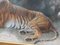 Fred Thomas Smith, A Recumbent Tiger Wildlife, 1898, Watercolor & Glass & Gold & Paper, Framed 11