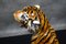 Large Italian Hand-Painted Tiger, 1970s, Image 11