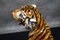 Tigre italiano grande pintado a mano, años 70, Imagen 11