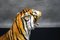 Large Italian Hand-Painted Tiger, 1970s, Image 9