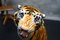 Tigre italiano grande pintado a mano, años 70, Imagen 4