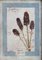 Large Herbarium Set, Set of 3 11