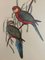 John & Elizabeth Gould, Birds, 1950s, Lithograph, Framed 4