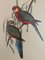 John & Elizabeth Gould, Birds, 1950s, Lithographie, Encadré 4