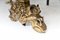 Regency Brass Andirons, Set of 2, Image 7