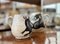 Keramik Tee- oder Kaffeekanne & Milchkännchen mit Darstellung von Bullen von Talavera, Spanien, 1970er, 2er Set 2