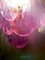 Apliques de concha de amatista rosa de cristal de Murano, 1980. Juego de 2, Imagen 5