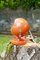 Lámpara de mesa era espacial naranja, Italia, años 60, Imagen 4
