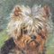 Kleiner Yorkshire Terrier, 1879, Öl auf Leinwand, Gerahmt 3