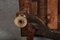 Kleiner antiker Barocker Beistelltisch aus Nussholz, 1800 23