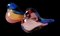 Grands Oiseaux en Verre de Murano Ombragé Sommerso par Archimede Seguso, Set de 2 2