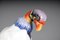 Large King Vulture from Meissen, 1880, Image 4