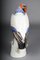 Large King Vulture from Meissen, 1880, Image 9