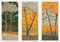 Aurélie Trabaud, Orange pines - Loving trees, 2022, Artwork 10