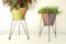 Mid-Century Scooby-Doos Plant Stands, Italy, 1960s, Set of 2, Image 7