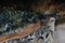 Antiker Aubosson Wandteppich aus Seide, Frankreich, Ende 19. Jh. 19