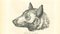 Paul Gervais, El lobo, litografía, 1854, Imagen 1