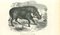 Paul Gervais, African Warthog, Lithograph, 1854 1
