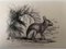 Paul Gervais, The Rabbit, Lithograph, 1854 1