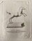Unbekannt, Tierfiguren aus dem antiken Rom, Original Radierung, 1750er 1