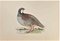 Alexander Francis Lydon, Red-Legged Patridge, Woodcut Print, 1870 1