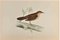 Alexander Francis Lydon, Savi's Warbler, gravure sur bois, 1870 1