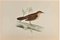 Alexander Francis Lydon, Savi's Warbler, Woodcut Print, 1870, Image 1