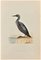 Alexander Francis Lydon, Slack-Throated Diver, Woodcut Print, 1870 1