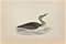 Alexander Francis Lydon, Red-Throated Diver, Woodcut Print, 1870 1