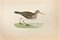 Alexander Francis Lydon, Pectoral Sandpiper, Woodcut Print, 1870 1