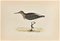 Alexander Francis Lydon, Green Sandpiper, Woodcut Print, 1870 1