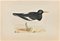 Alexander Francis Lydon, Oyster-Catcher, Grabado en madera, 1870, Imagen 1