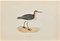 Alexander Francis Lydon, Wood Sandpiper, Grabado en madera, 1870, Imagen 1